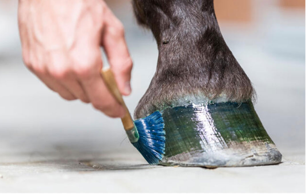 Hard Foot ® - Imagen 7